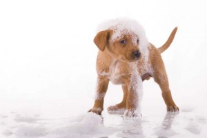 dog-bath-bubbles