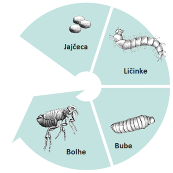 razvojni krog bolh