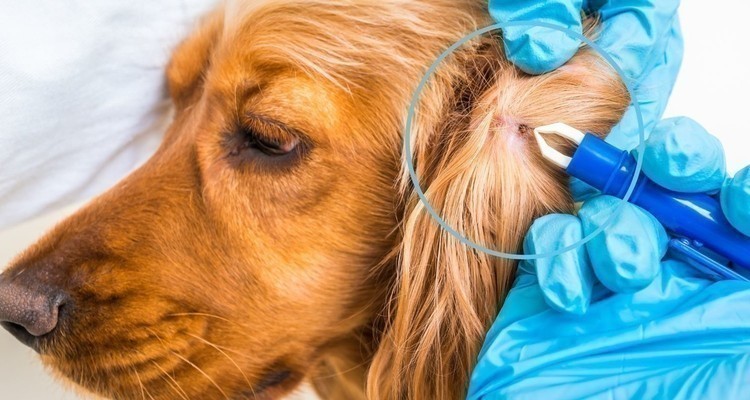 Klopa primite s pinceto, zavrtite in previdno izvlecite.