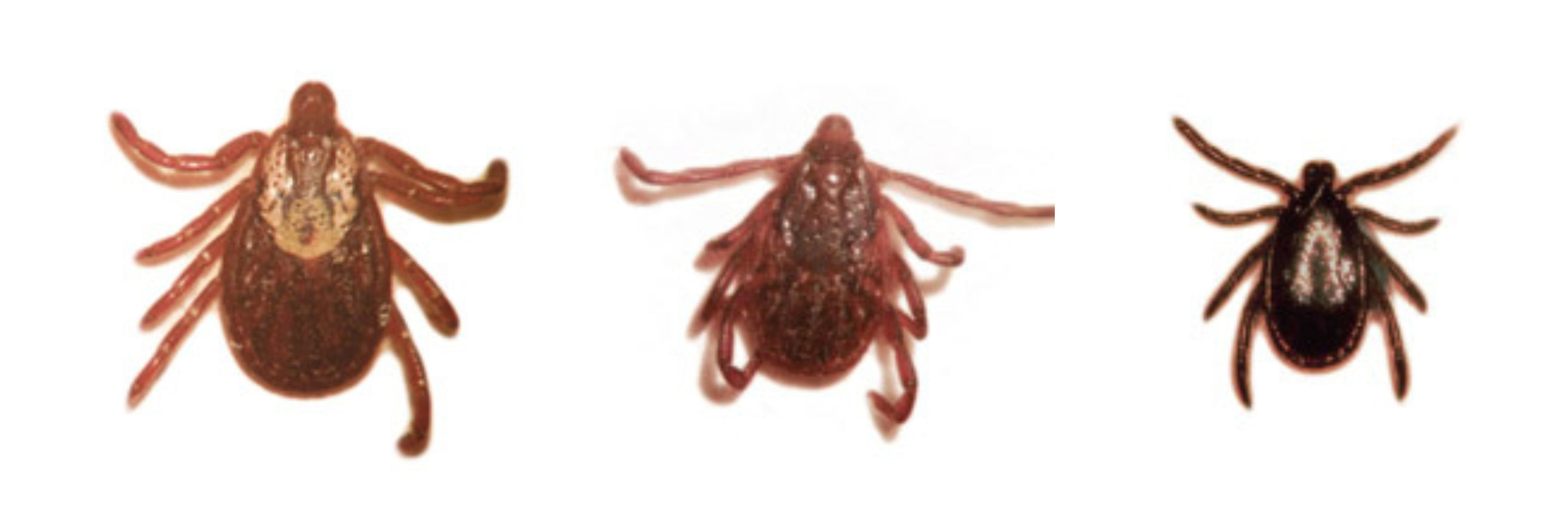 V Sloveniji živi 16 vrst klopov, okuženi klopi prenašajo nevarne bolezni.