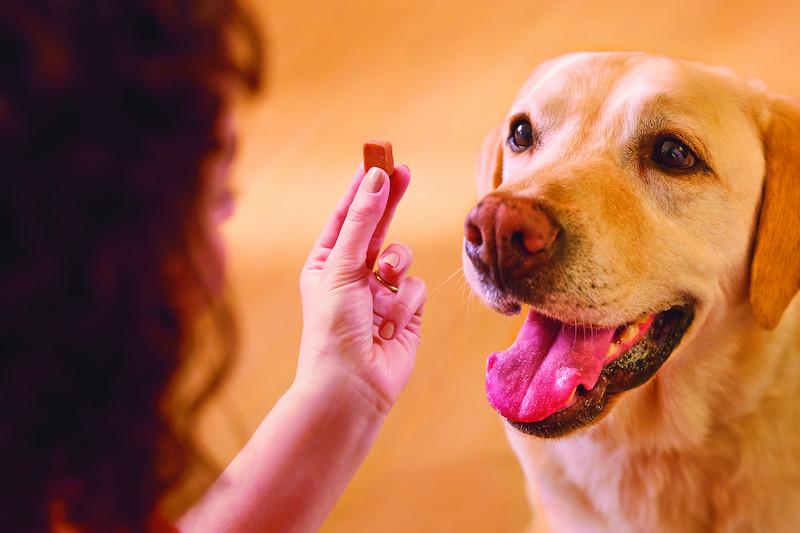 Izlozbeno-okno-1-1/FRONTPRO-DOG-Shot5-3619-CMYK_1