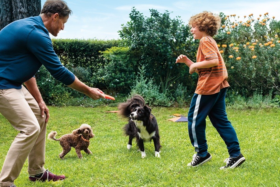 Izlozbeno-okno-1-1/frontpro_psi_klopi_bolhe_zascita_igra