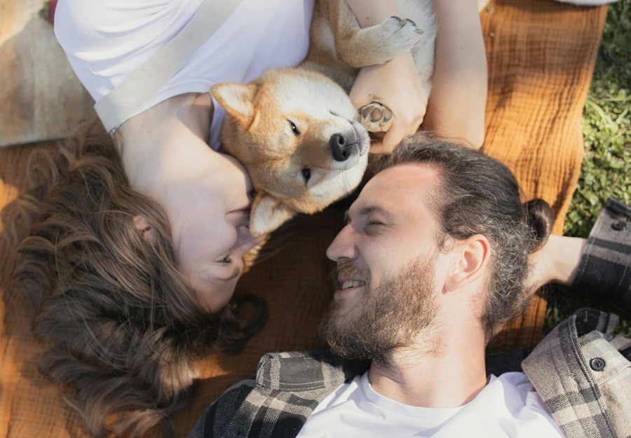 Izlozbeno-okno-1/frontpro_zvecljiva_tableta_zascita_pes