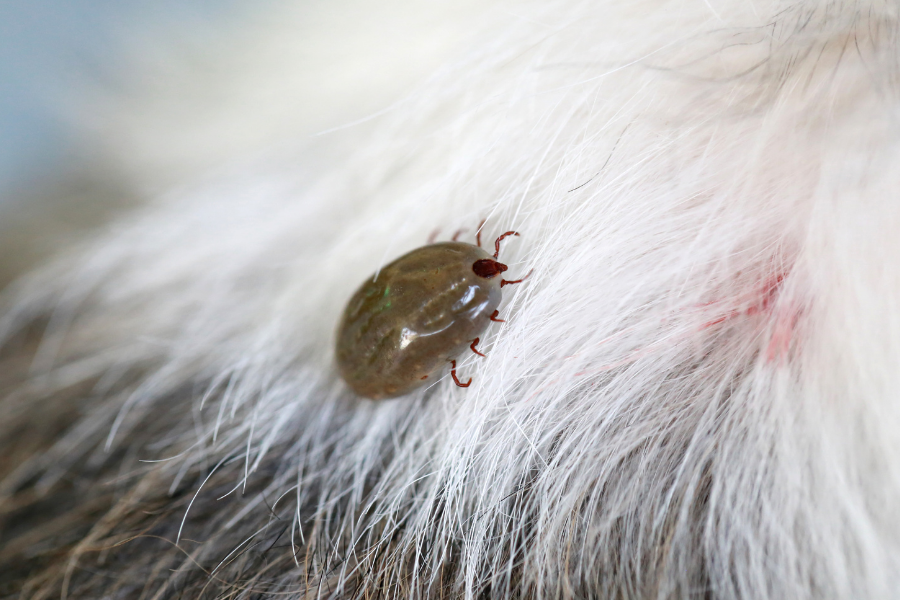 Miti o klopih pri psih