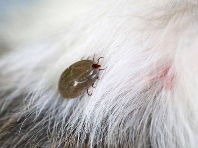 Miti o klopih pri psih