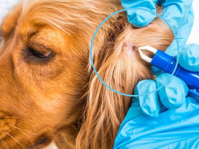 zaščita psa pred bolhami in klopi, varna preventiva za pse, družina in pes doma zaščita