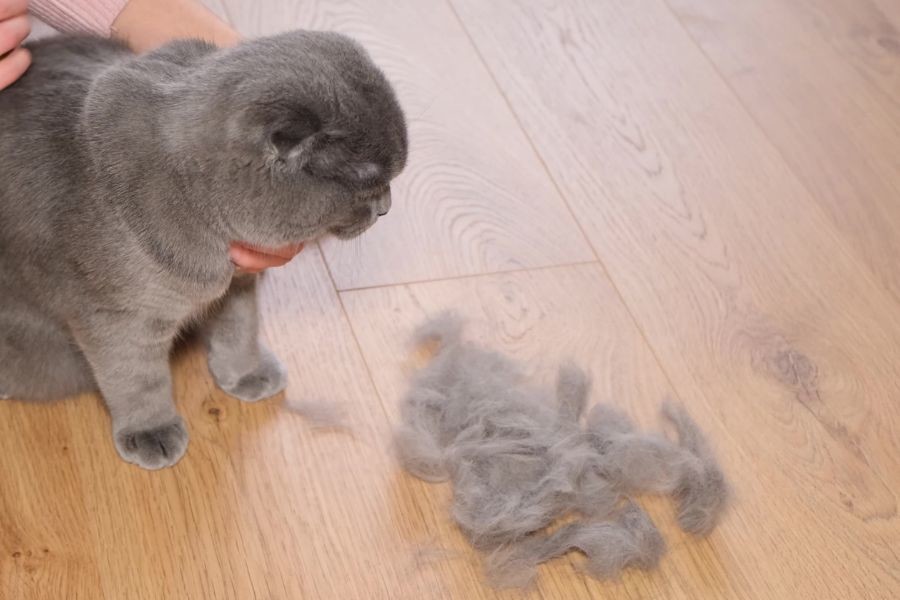 Mačka praskanje, izpadanje in sprimki dlake