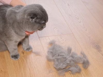 Mačka praskanje, izpadanje in sprimki dlake