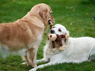Jesen je za vašega psa nevarnejša, kot si mislite