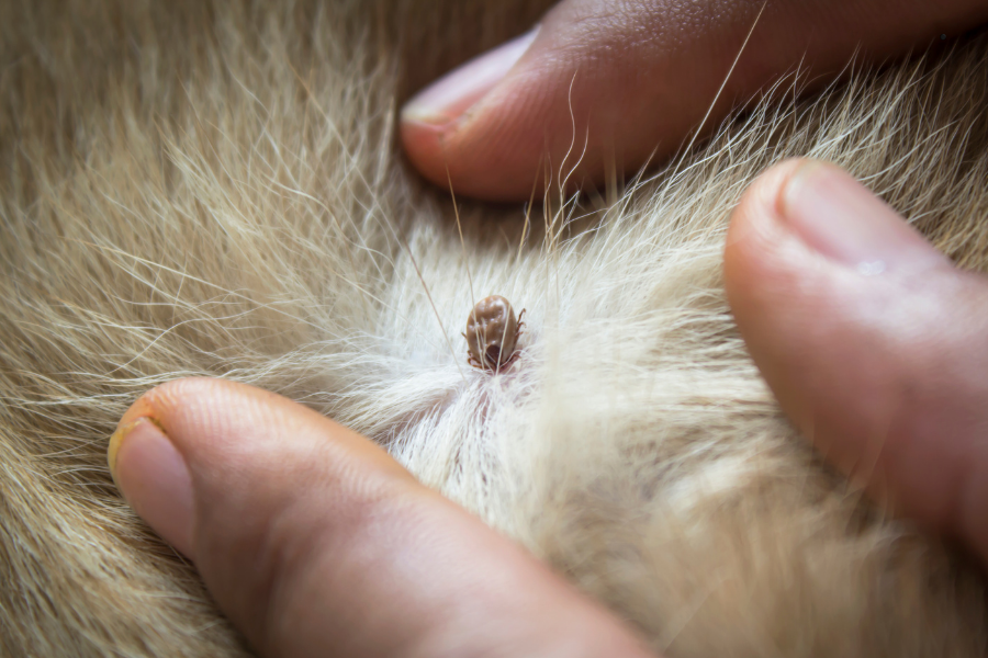 Klopi prenašajo več kot 600 povzročiteljev bolezni