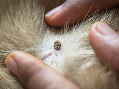 Klopi prenašajo več kot 600 povzročiteljev bolezni