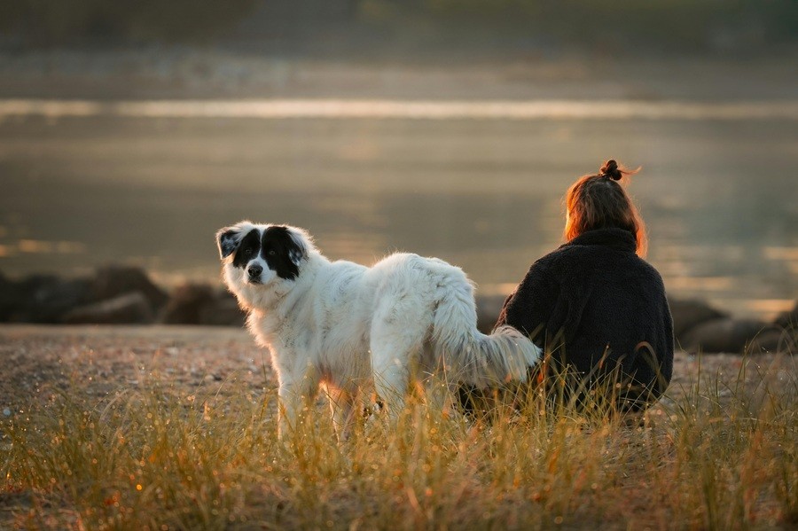 Lišmanioza pri psih - nevarnost peščenih muh