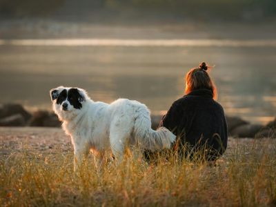 Lišmanioza pri psih - nevarnost peščenih muh
