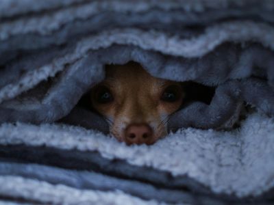 Petarde in ognjemeti: zakaj so prazniki za živali najtežji del leta