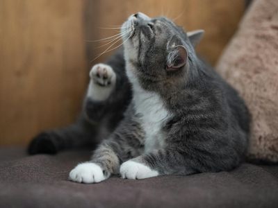 Zakaj se mačke praskajo