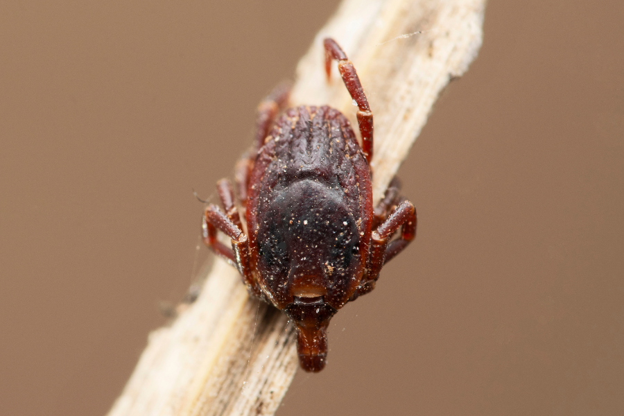 Veliki klop je že v Sloveniji – in ni kot ostali