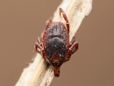 Veliki klop je že v Sloveniji – in ni kot ostali