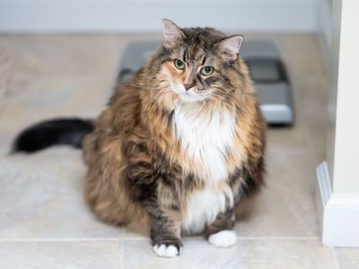 Debelost pri mačkah